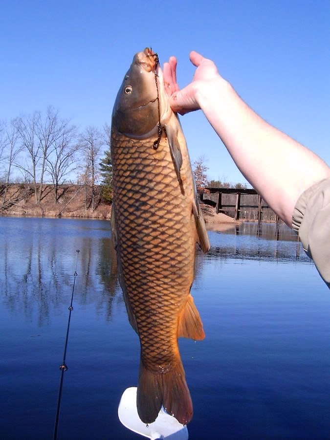 Carp3-2.jpg