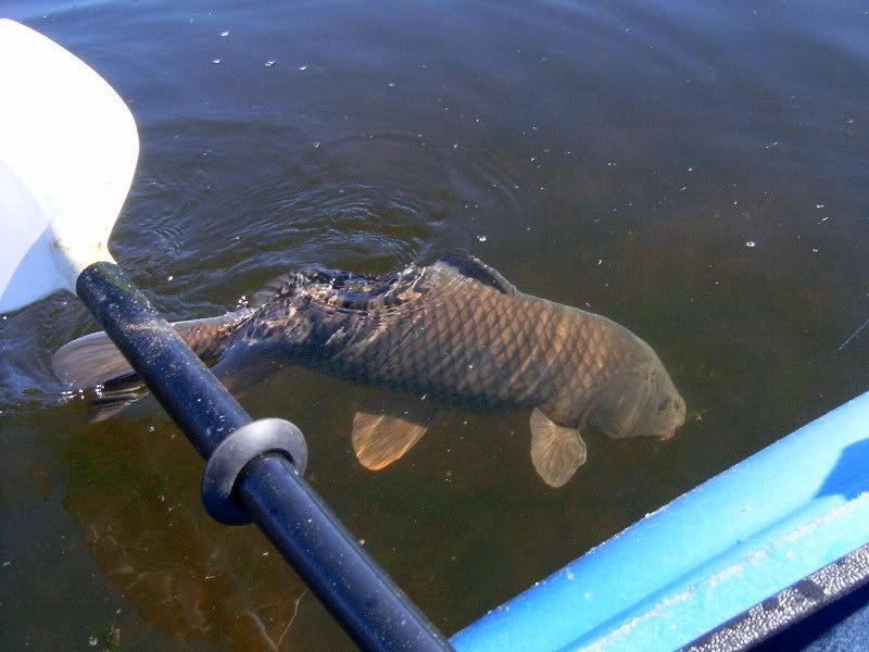 Carp3.jpg
