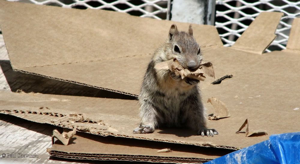 Chipmunk1-E.jpg