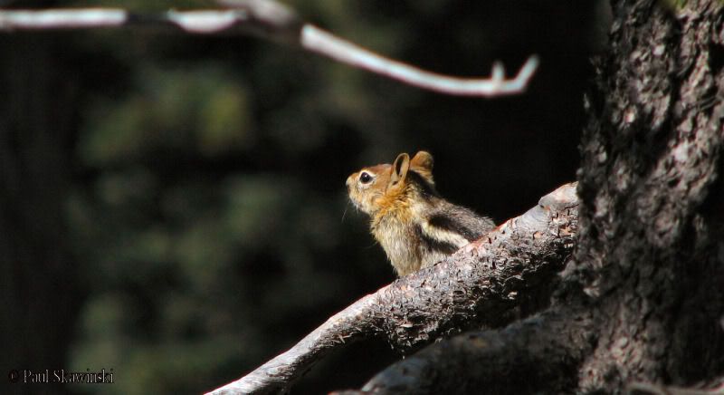 Chipmunk3-E.jpg