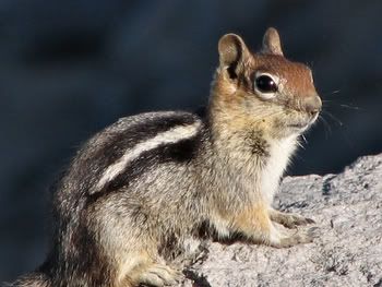 Chipmunk5.jpg