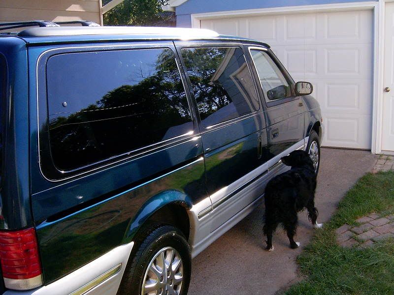 Dog.jpg