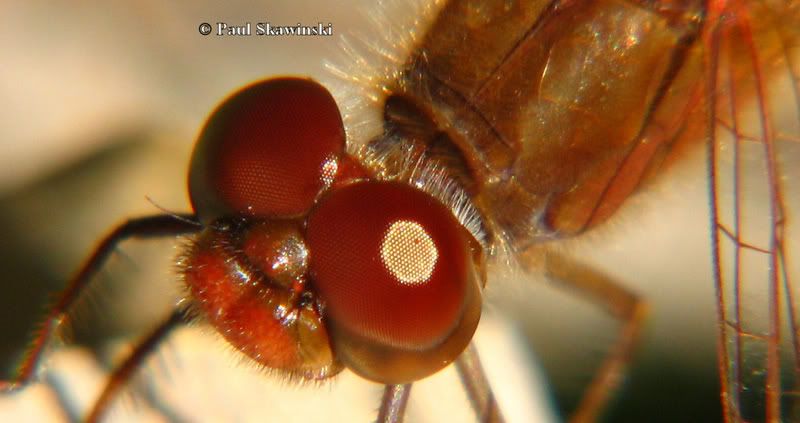 IMAGE: http://img.photobucket.com/albums/v627/White95Max/Dragon3-CR.jpg