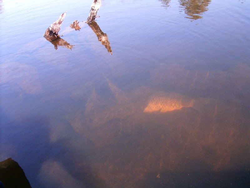 DumbCarp.jpg