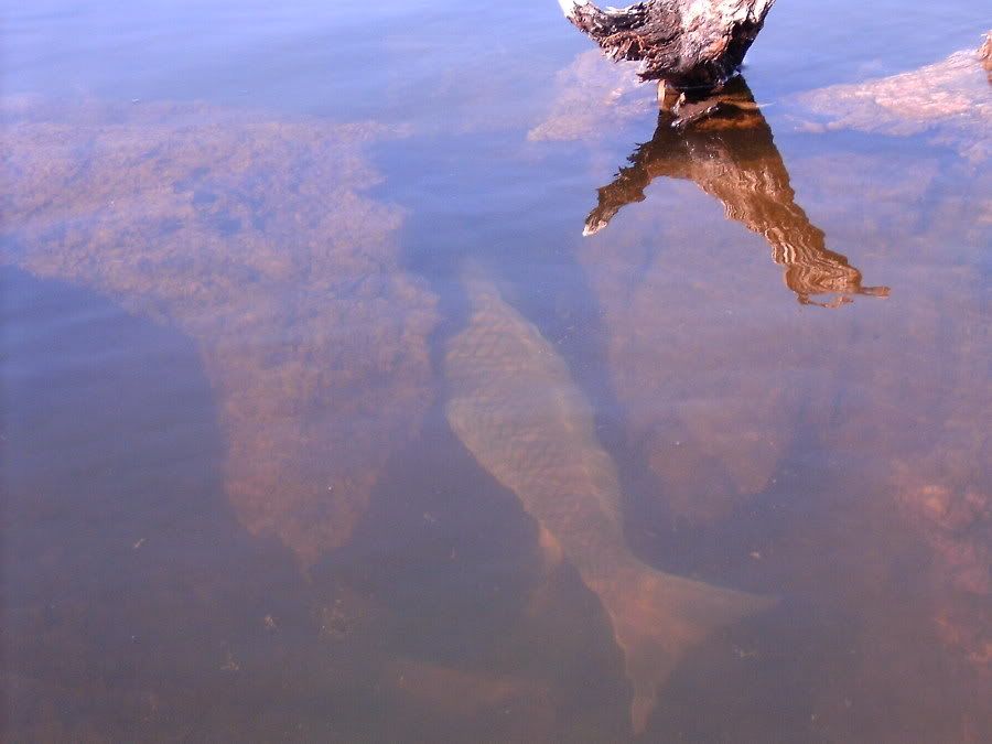 DumbCarp2.jpg