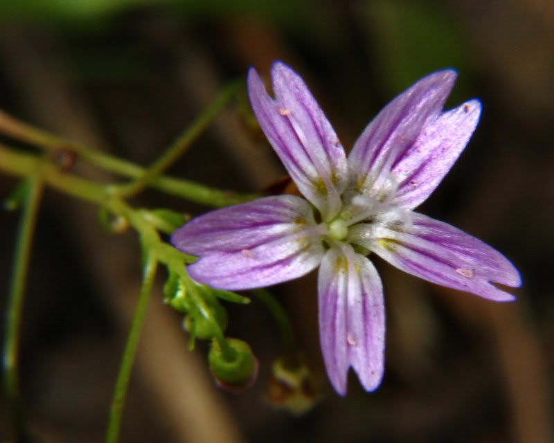 IMAGE: http://img.photobucket.com/albums/v627/White95Max/Flower-R.jpg