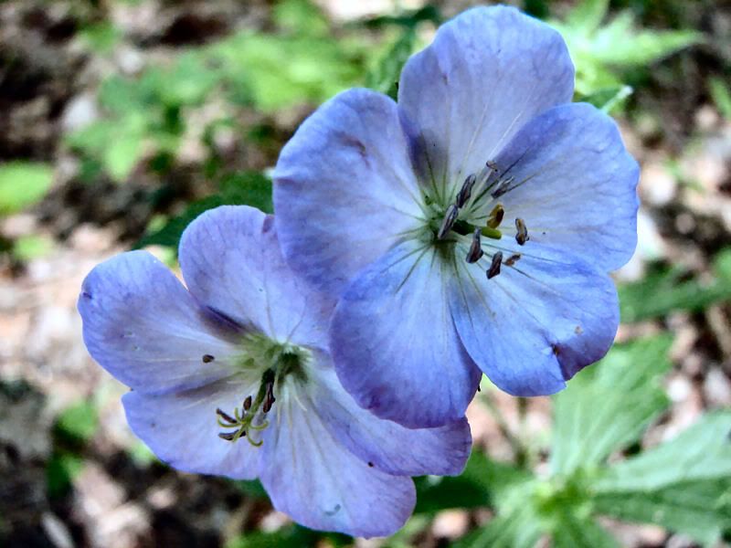 Flower1.jpg