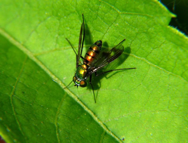 Fly-R.jpg