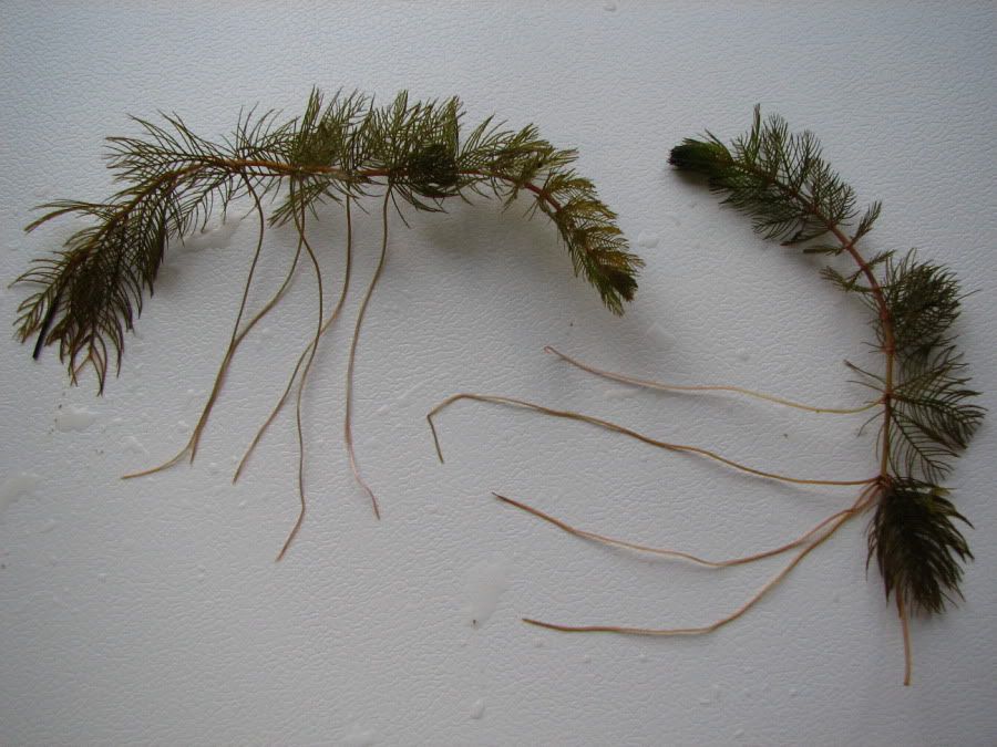 IMAGE: http://img.photobucket.com/albums/v627/White95Max/Milfoiladvroots.jpg