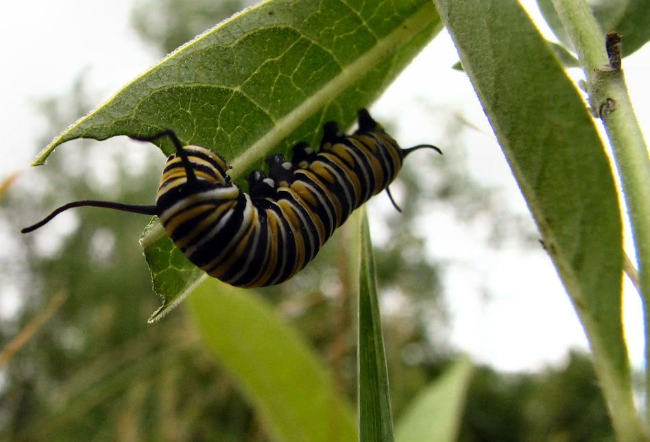Monarch3.jpg