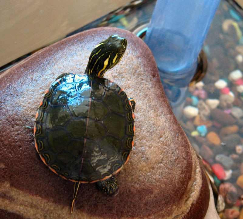 PaintedTurtle-E.jpg