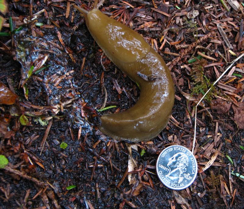 Slug-E.jpg