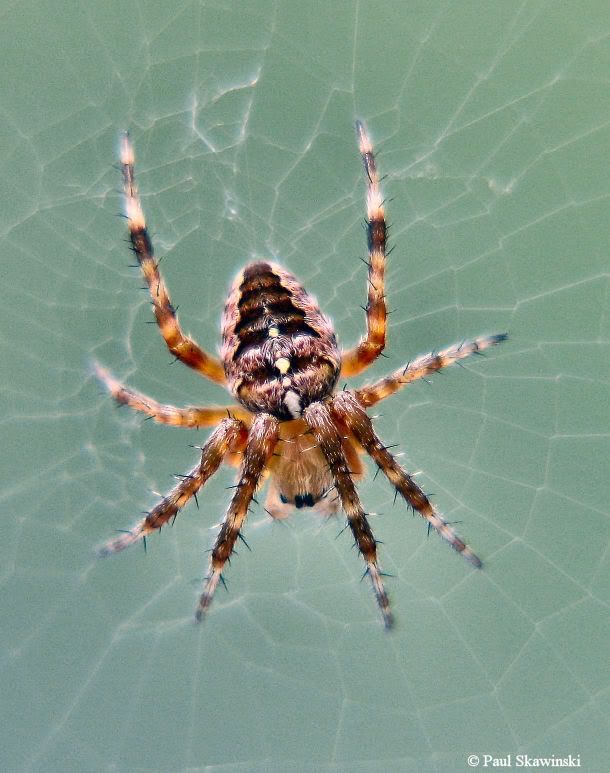 Spider-.jpg