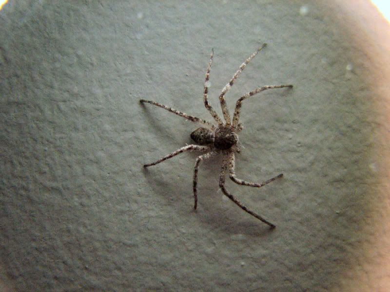 Spider1-.jpg