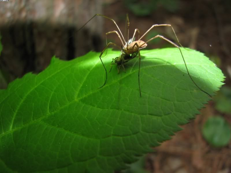 Spider2.jpg