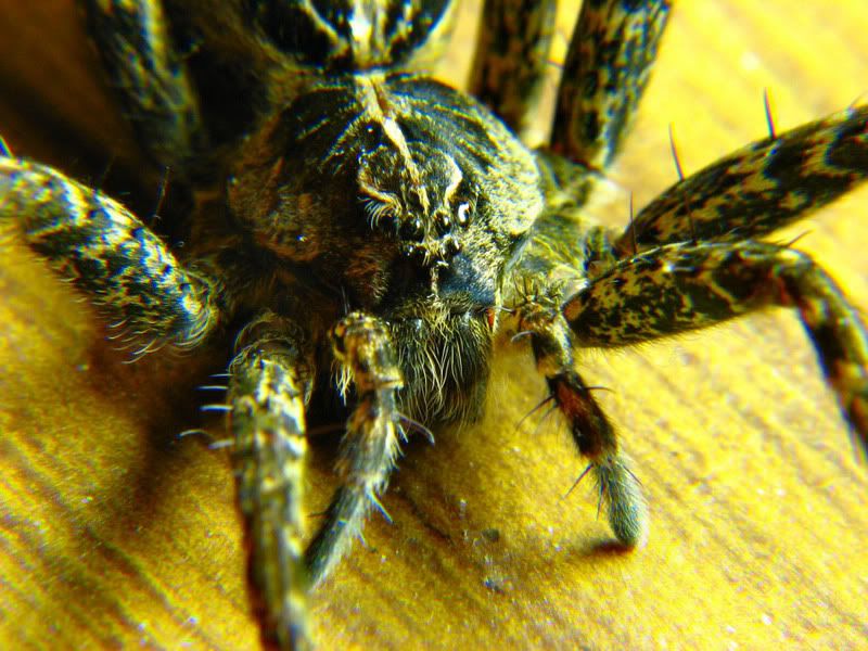 SpiderClose-R.jpg