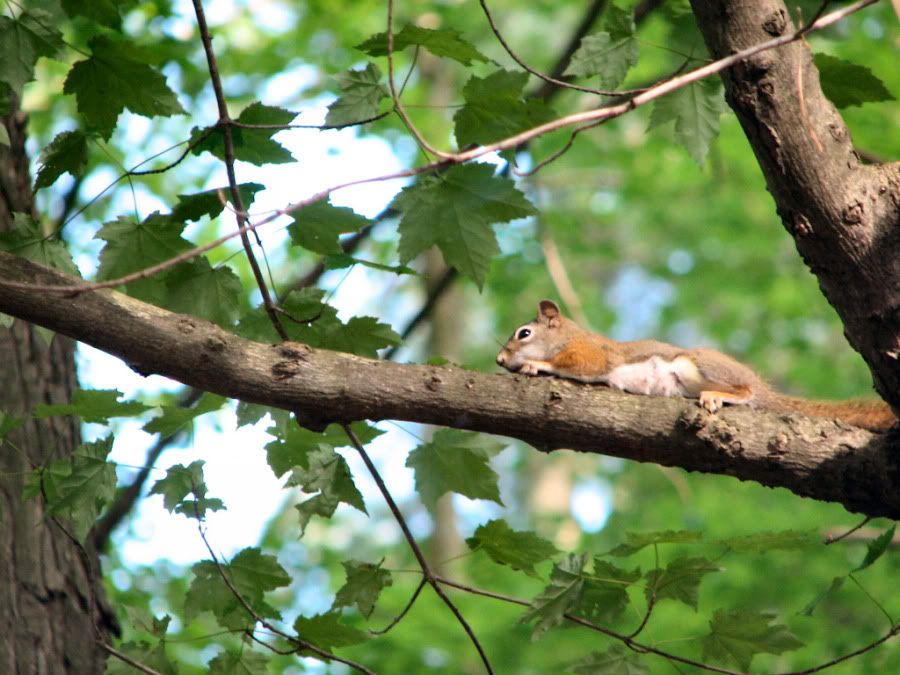 Squirrel.jpg
