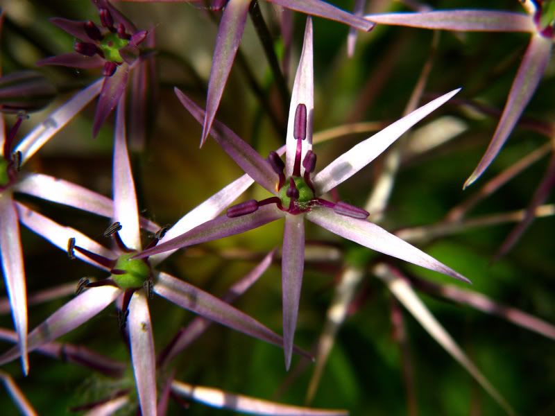 Starflower-R.jpg