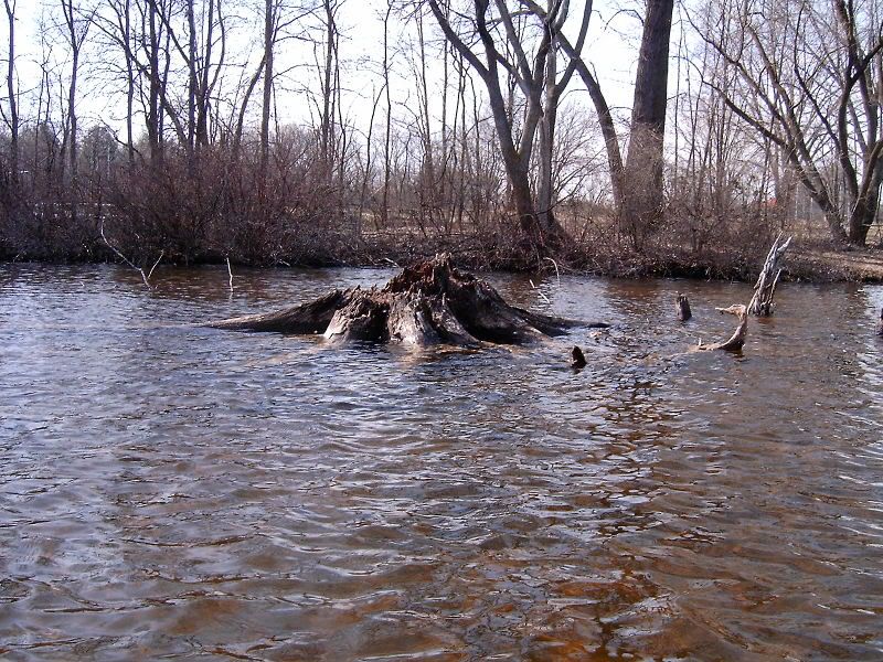 Stump.jpg