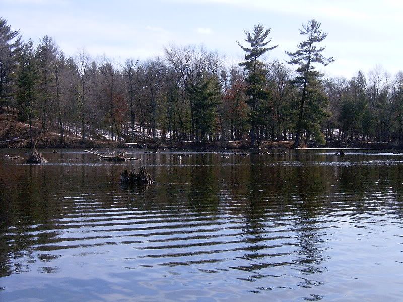 Stumps3.jpg