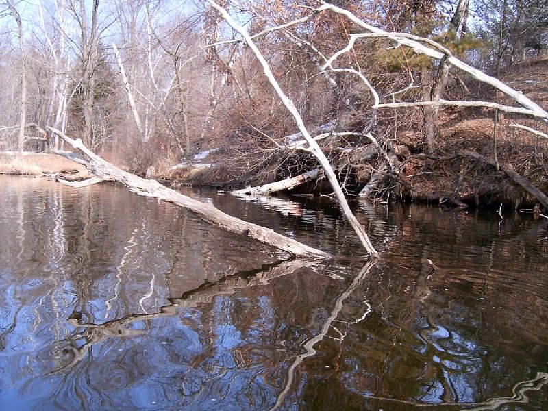 Tree2.jpg