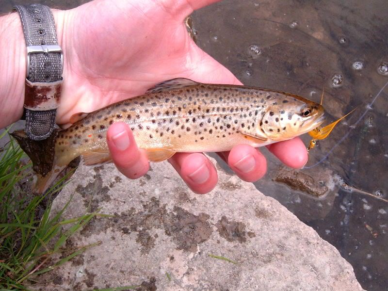 Trout1.jpg