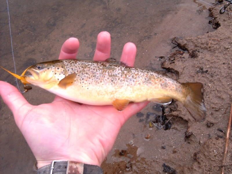 Trout2.jpg