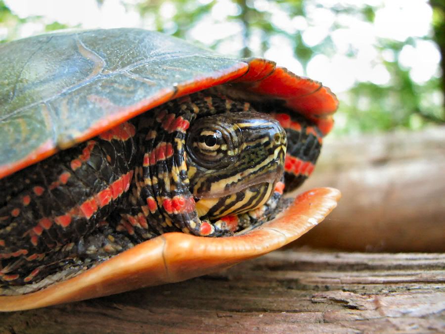 Turtle1.jpg