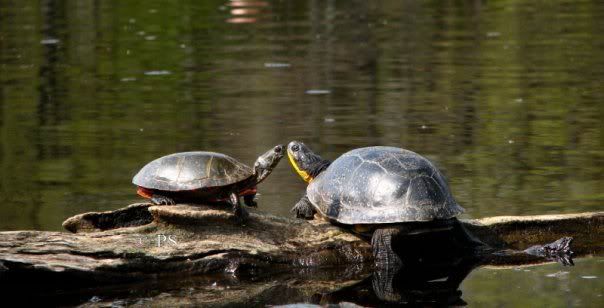Turtles.jpg