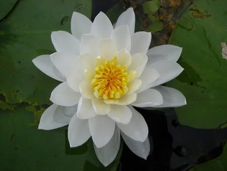 WaterLily.jpg