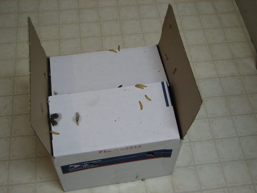 Waxworms1.jpg