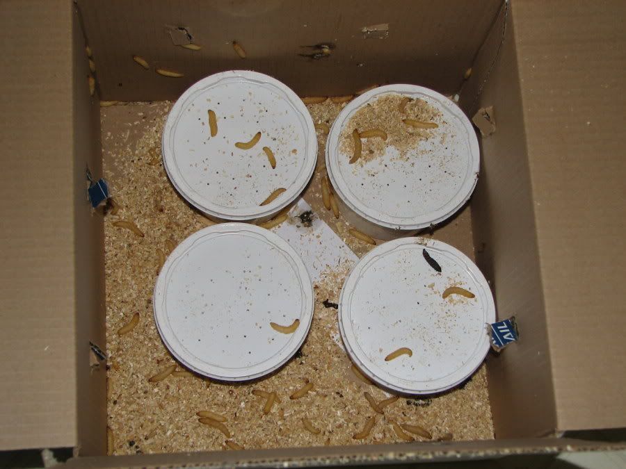 Waxworms3.jpg