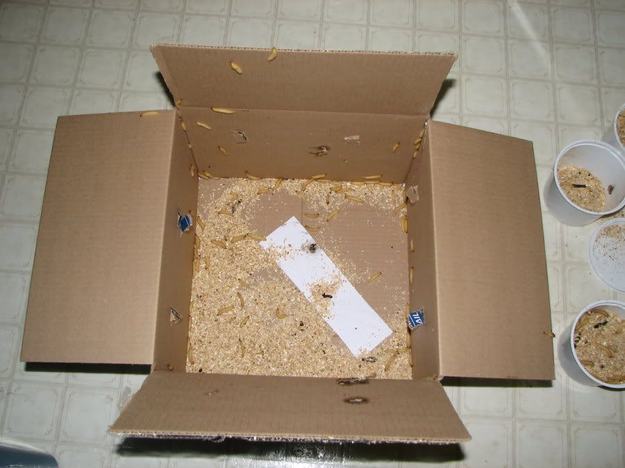 Waxworms4.jpg