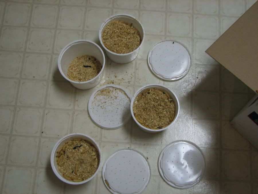 Waxworms5.jpg