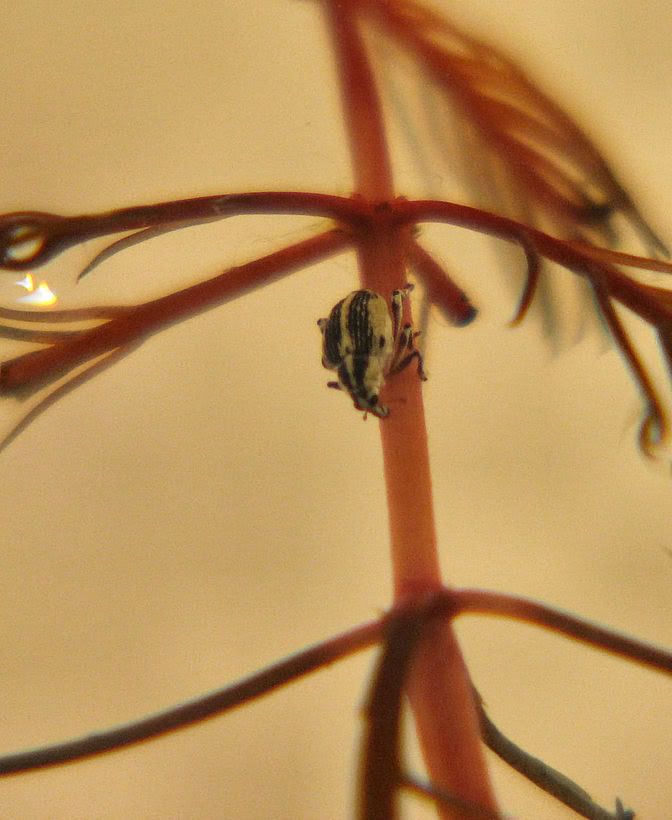 Weevil27-16.jpg