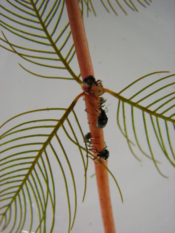 IMAGE: http://img.photobucket.com/albums/v627/White95Max/Weevils4.jpg