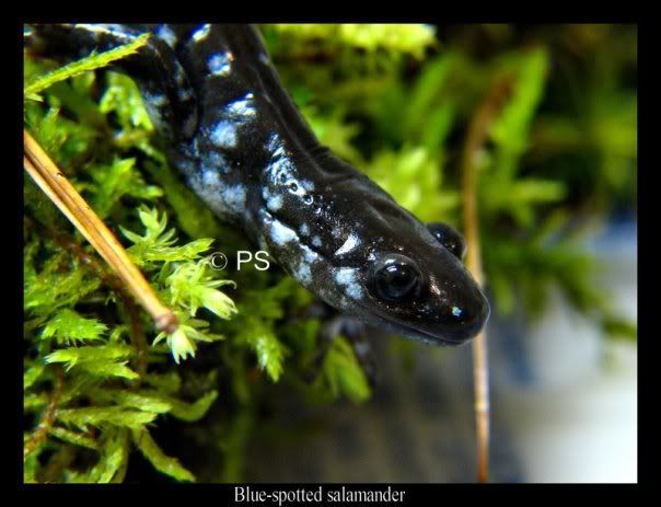 salamander.jpg