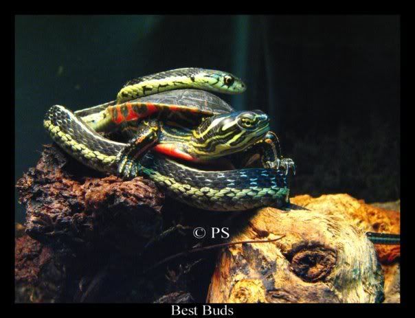snaketurtle.jpg