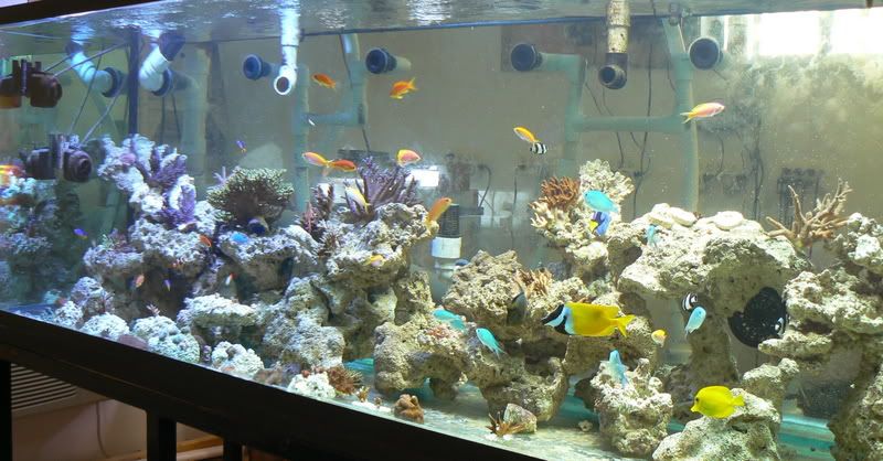 Fishtank001-1.jpg