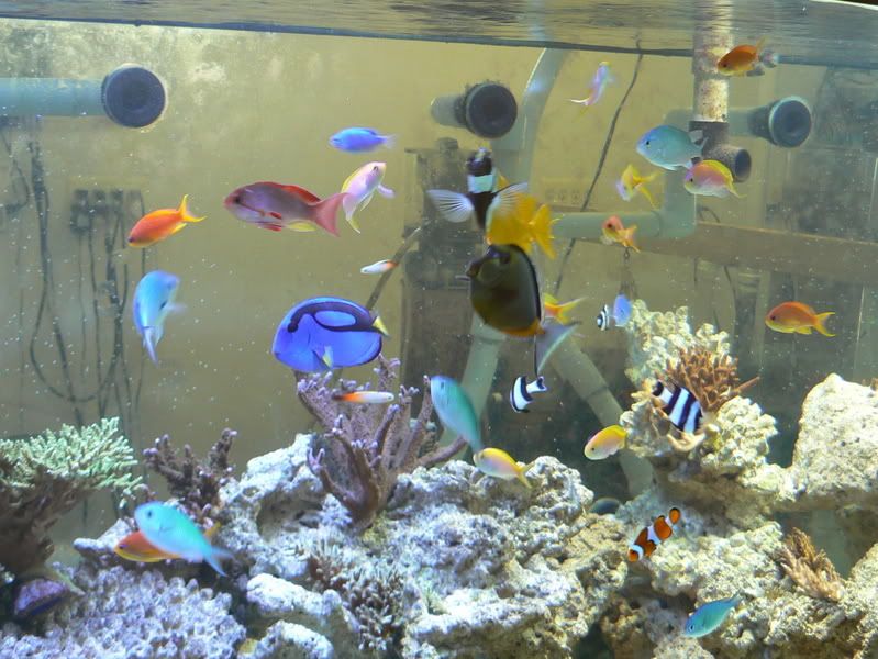 Fishtank004-1.jpg