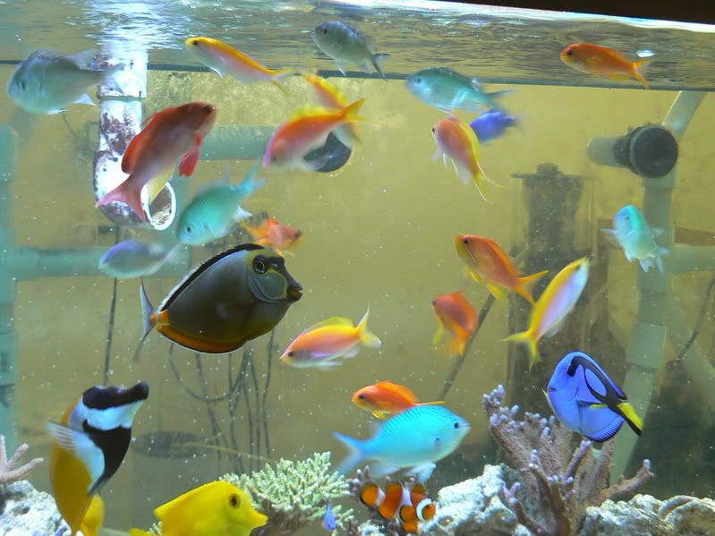 Fishtank006-1.jpg