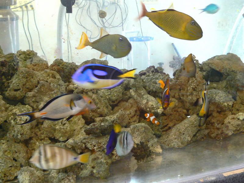 Fishtank007-1.jpg