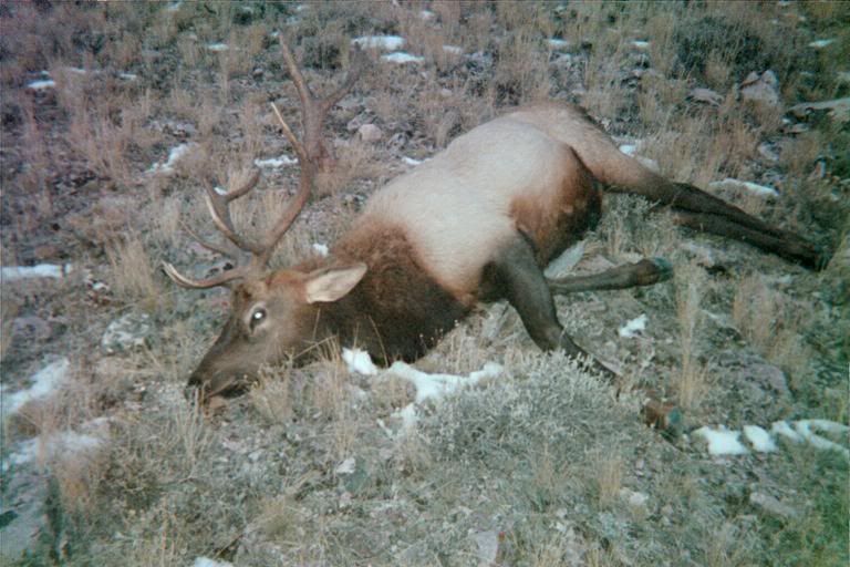 Elk003.jpg