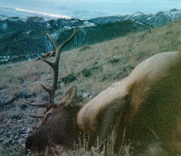 Elk004.jpg