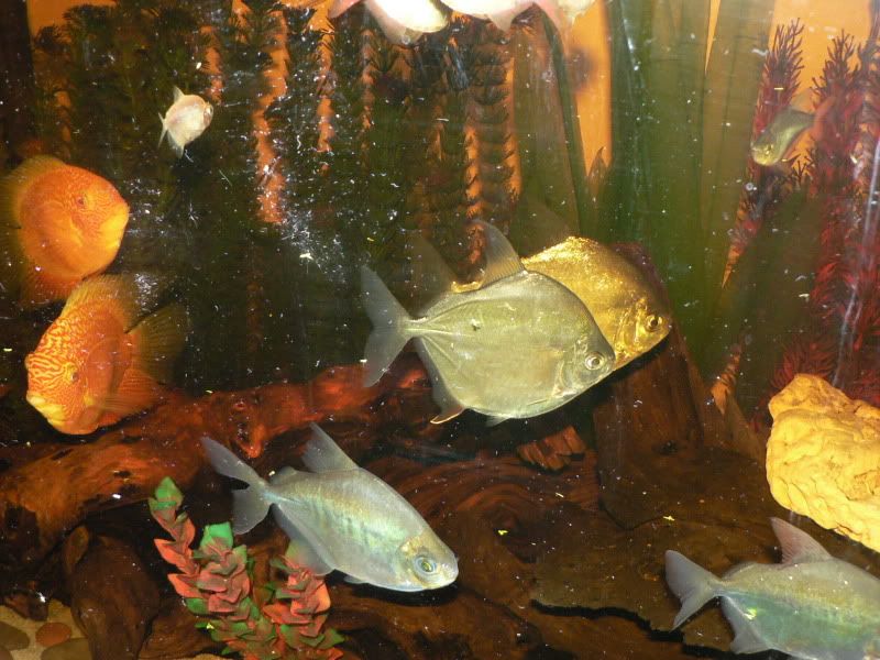 Golden Severum laid eggs!!!!