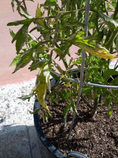  photo IMG_20130523_093019_zpsd3a6a659.jpg