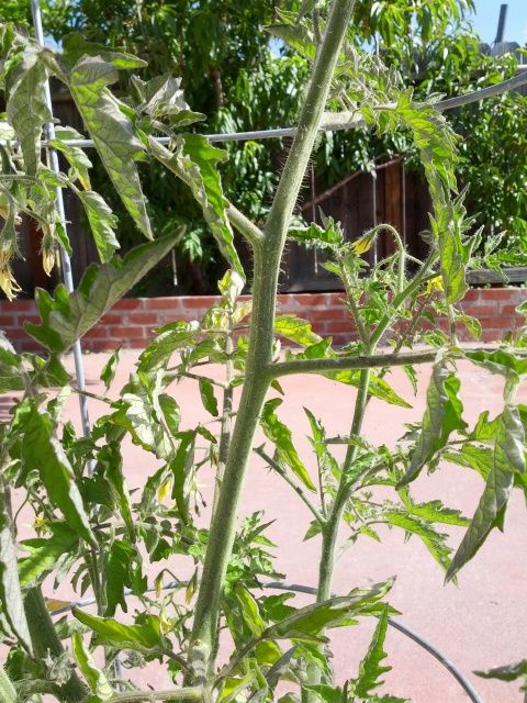  photo IMG_20130523_093032_zpsf1fd289f.jpg