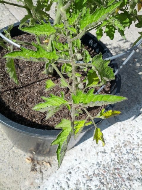  photo IMG_20130523_093116_zps7fe63276.jpg