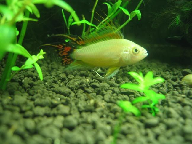 apistos005.jpg