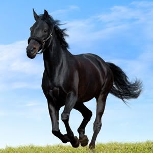 horse